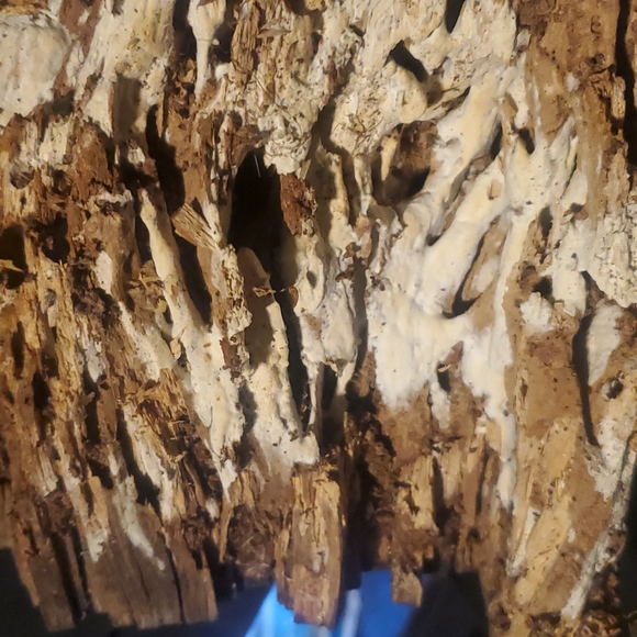 Very cool large holey wood piece for Terrarium, decor, art, crafts etc! - Picture 4 of 8